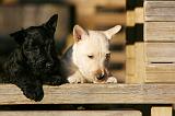 SCOTTISH TERRIER 178
